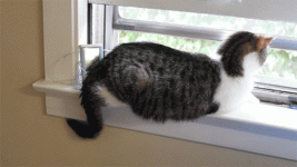 11.gif