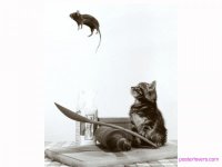 cat_mouse.jpg