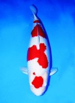 kohaku_sakai.jpg