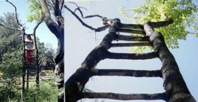 3 Дерево-лестница).jpg