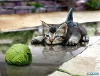 1204142219_animal_1.jpg