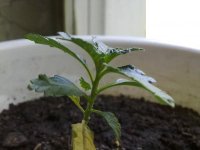 080520121303.jpg