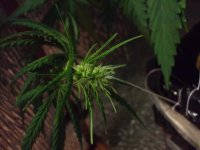 DSCF1203.JPG