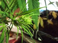 DSCF1209.JPG