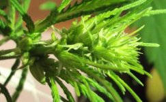 DSCF1209.JPG