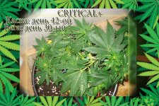 День 42.Вега 30.Критикл.jpg