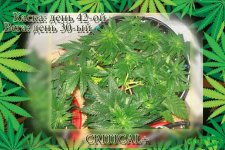 День 42.Вега 30.Критикл1.jpg