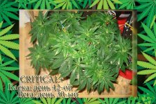 День 42.Вега 30.Критикл2.jpg