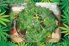 День 42. Вега день 30.пандора.jpg