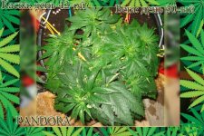 День 42. Вега день 30.пандора1.jpg