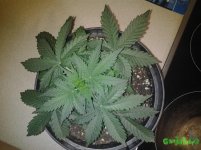 20160326_122220.jpg