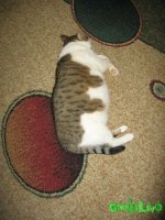 010.JPG