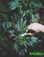 marijuana-nuns-11.jpg