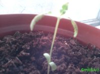 IMG_20160329_111747_1.jpg