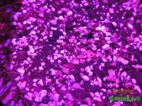 IMG_7135.JPG