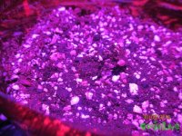 IMG_7146.JPG