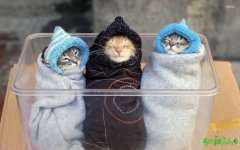 12093-wrapped-up-kittens-1920x1200-animal-wallpaper.jpg