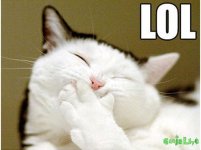 36-cat.jpg 36-cat.jpg
