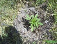 Haze+Amnesia70.JPG