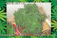 День 52.Вега 40.Критикл3.jpg