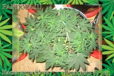 День 52. Вега день 40.пандора1.jpg