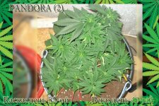 День 52. Вега день 40.пандора2.jpg