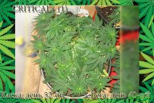 День 52.Вега 40.Критикл1.jpg