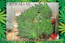 День 52.Вега 40.Критикл2.jpg