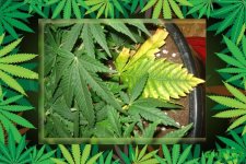 Проблема.желтый лопух.jpg