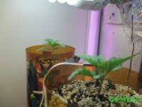 IMG_7262.JPG