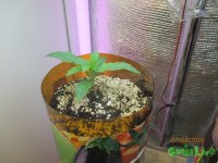 IMG_7261.JPG
