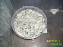 100_4333.JPG