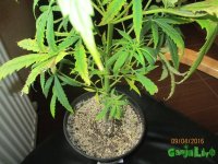 IMG_7292.JPG