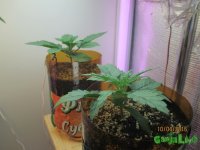 IMG_7301.JPG