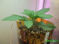 IMG_7298.JPG