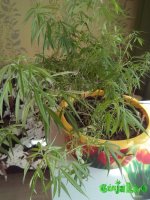 IMG_20160413_113442.jpg