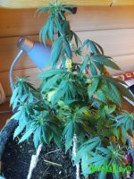 IMG_20160414_104637.jpg