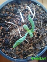 IMG_20160414_104543.jpg