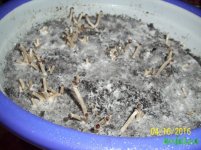 100_4350.JPG