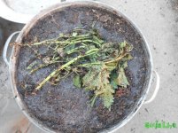 DSCN0770.JPG