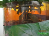 IMG_7421.JPG