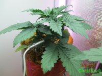 IMG_7407.JPG