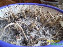 100_4357.JPG
