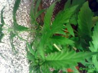 IMG_20160419_143343.jpg