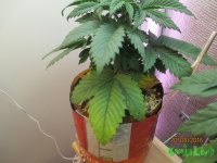IMG_7466.JPG