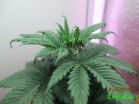 IMG_7489.JPG