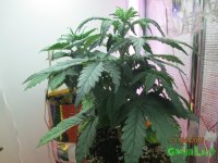 IMG_7501.JPG