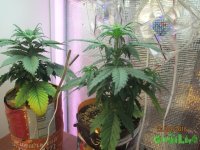 IMG_7511.JPG