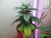 IMG_7512.JPG