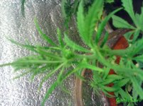 IMG_20160425_074413.jpg